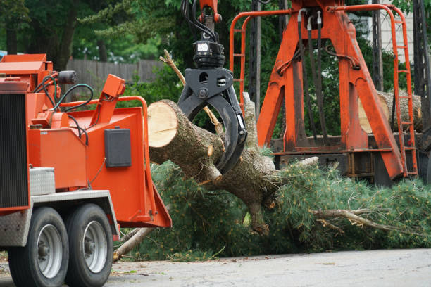 Reliable Dexter, NM Tree Service Solutions